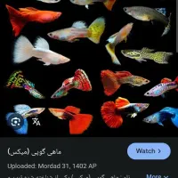 اکواریوم به همراه ماهی گوپی و تجهیزات