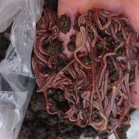 کرم خاکی طعمه ماهیگیری غذای خزنده و پرنده