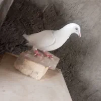 کفتر ماده دام سیاه