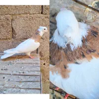 دوتا طوق زرد خال سیاه