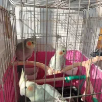 سه عدد عروس هلندی