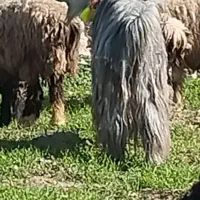 دوبر روزگاری