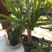 یوکا گلدانی و زیبا|گل و گیاه طبیعی|کلارآباد, |دیوار