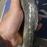 ماهی ارگانیک کپشن رو بخونید