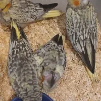 عروس هلندی نر .جوجه عروس هلندی