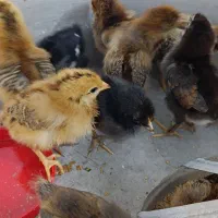 جوجه ده روزه تک چین و خوش رنگ محلی
