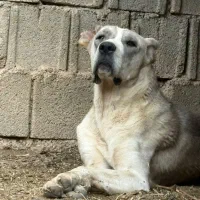 سگ آلابای سرابی قدرجونی
