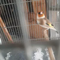 سهره دهن بیات