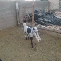 بز..کهره گلابی|حیوانات مزرعه|شیراز, کرونی(خاتونک)|دیوار