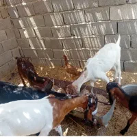 فروش بز