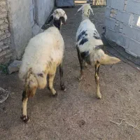 2راس میش آبستن پلنگی|حیوانات مزرعه|سیمین شهر, |دیوار