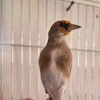 سهره سقا نر منطقه رابر معاوضه با قناری مست خون