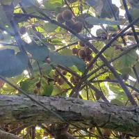 کیوی درجه یک شمال|عمدهفروشی|شاهنجرین, |دیوار