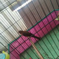 قناری سرخ مست شلاقی