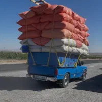 کاه نرم خوشه گندم وجو