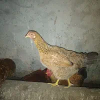 فروش مرغ تازه به تخم اومده|حیوانات مزرعه|کلارآباد, |دیوار