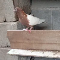 کبوتر|پرنده|بندر دیر, |دیوار