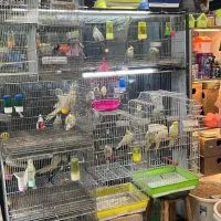 فروش پرنده عروس هلندی|پرنده|آستارا, |دیوار