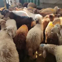 گوسفند نوزادوعقیقه قلم آبی شکم خالی بشرط پخت|حیوانات مزرعه|مشهد, نوید|دیوار