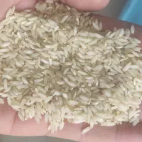 برنج عنبر بو درجه یک|خوردنی و آشامیدنی|بهبهان, |دیوار