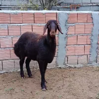 یک راس توقلی ماده بفروش می رسد