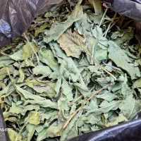 گیاه داروئی سرخارگل