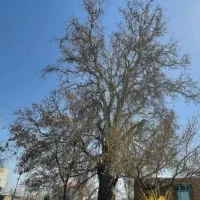 چوبباغیشماراخریدارمبهقیمتبالا|خدمات باغبانی و درختکاری|بجنورد, |دیوار