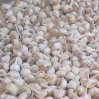 سیر محلی درشت تازه امسالی