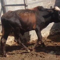 گوساله های تمیز و سالم برای پروار|حیوانات مزرعه|سیریک, |دیوار