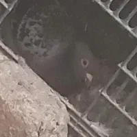 کبوتر ماده مگس