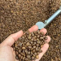 فروش دان قهوه
