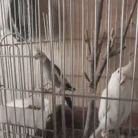 عروس هلندی معاوضه قناری