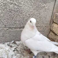 طوقی پلاکی سفید پرشی|پرنده|شاهینشهر, شهرک سایت|دیوار