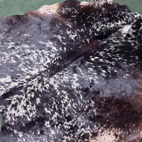 پوست گاو دباغی شده|صنایع دستی و سایر لوازم تزئینی|ری, جوانمرد قصاب|دیوار