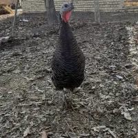 بوقلمون ماده برنز