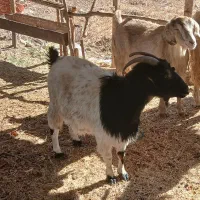 ۳عدد توشتیر تمام بتنی پروار|حیوانات مزرعه|ملکشاهی, |دیوار