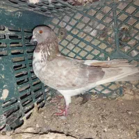 کبوتر|پرنده|نقده, |دیوار