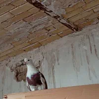 کبوتر  نرپشت تهرونی|پرنده|مشهد, ایثار|دیوار