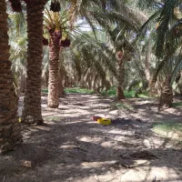 باغ دارستان