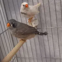 جفت فنچ سالم مولد