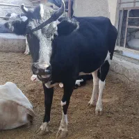 گاو گوساله گوسفند بز بره گاومیش درشادگان|حیوانات مزرعه|شادگان, |دیوار