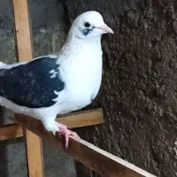 کفتر یکتی پرشی