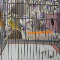 ۱ جفت مرغ عشق