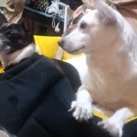 سگ اشپیتز سفید