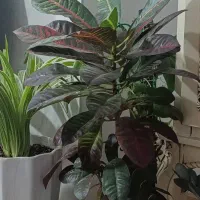 گل های آپارتمانی زیبا