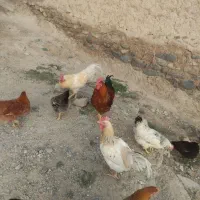 خروس|حیوانات مزرعه|دینور, |دیوار