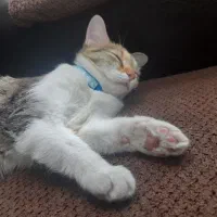 واگذاری گربه ماده واکسیناسیون شده|گربه|خمینی‌شهر, |دیوار