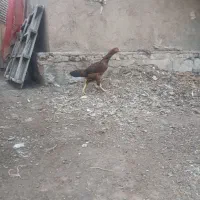 مرغ. لاری اصیل|حیوانات مزرعه|مرند, |دیوار