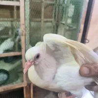 پرنده