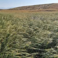 فروش ۱۰هکتار زمین کشاورزی دیم یکجا روستای چپقلو|فروش زمین و ملک کلنگی|دوتپه, |دیوار